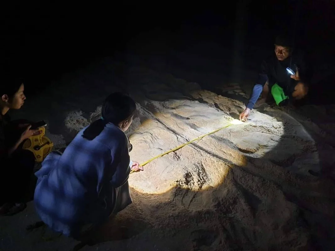 "Big Mom," the largest leatherback sea turtle of the year, has laid eggs once again