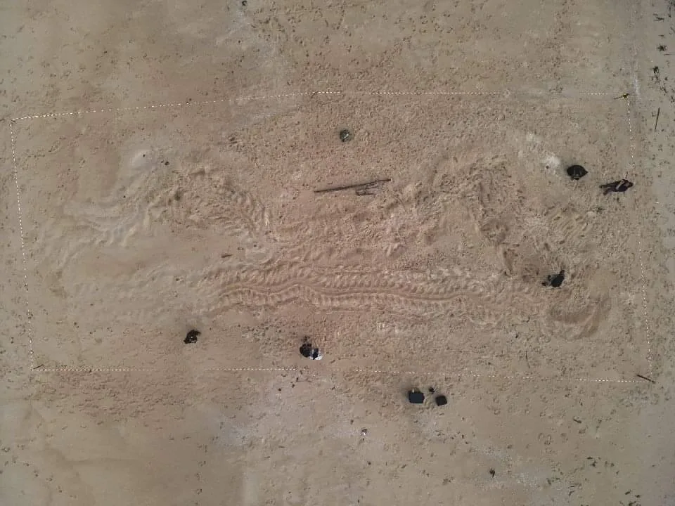 "Big Mom," the largest leatherback sea turtle of the year, has laid eggs once again
