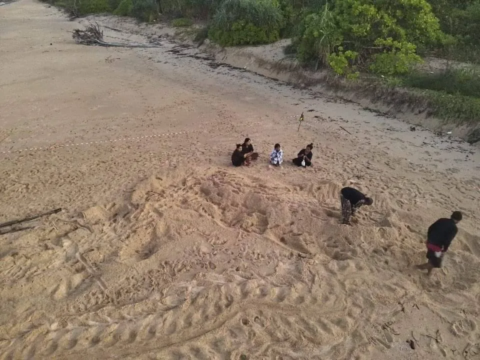 "Big Mom," the largest leatherback sea turtle of the year, has laid eggs once again