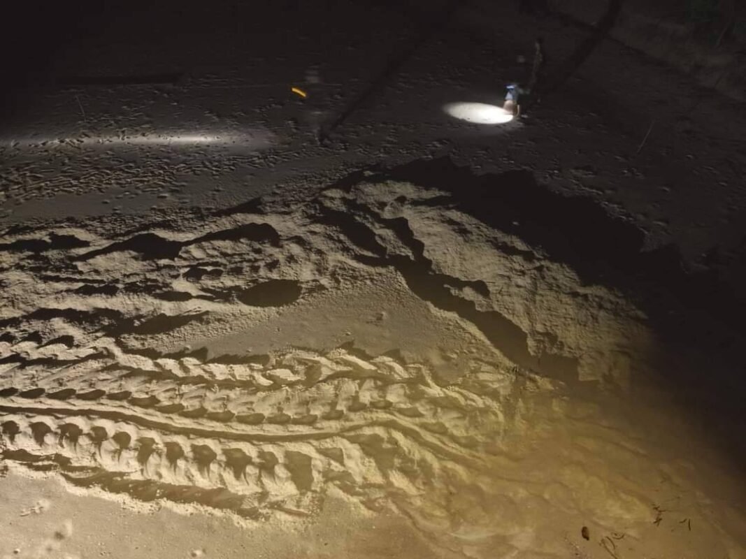 "Big Mom," the largest leatherback sea turtle of the year, has laid eggs once again