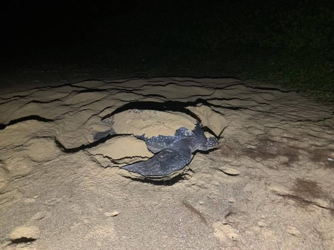 A Leatherback turtle laid its eggs again as a New Year's gift