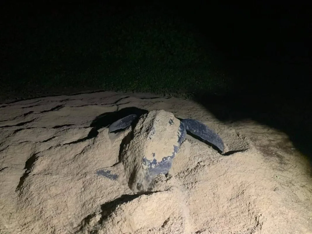 A Leatherback turtle laid its eggs again as a New Year's gift