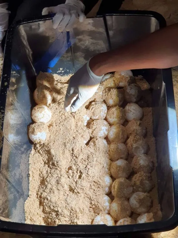 A Leatherback turtle laid its eggs again as a New Year's gift