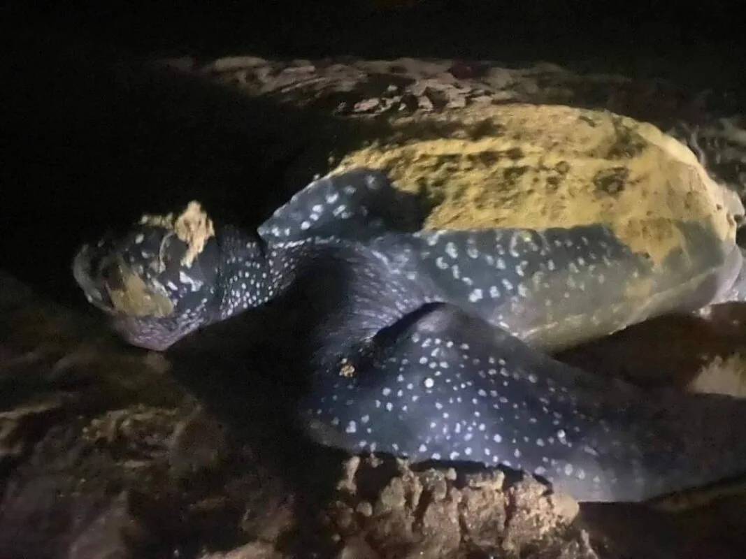 A Leatherback turtle laid its eggs again as a New Year's gift