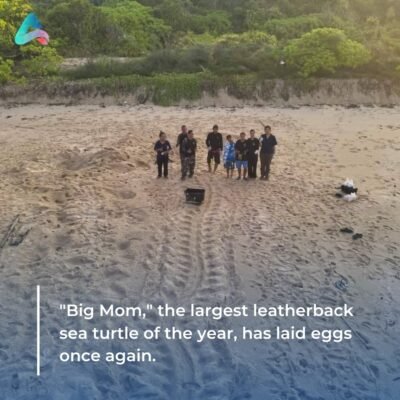 "Big Mom," the largest leatherback sea turtle of the year, has laid eggs once again