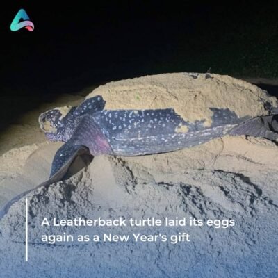 A Leatherback turtle laid its eggs again as a New Year's gift