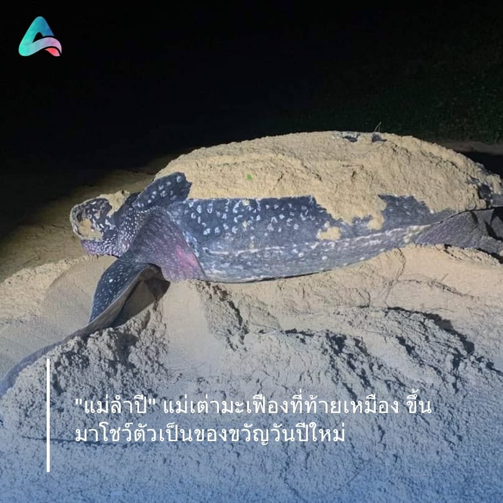 A Leatherback turtle laid its eggs again as a New Year's gift