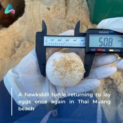 A leatherback turtle returning to lay eggs once again in Thai Muang beach