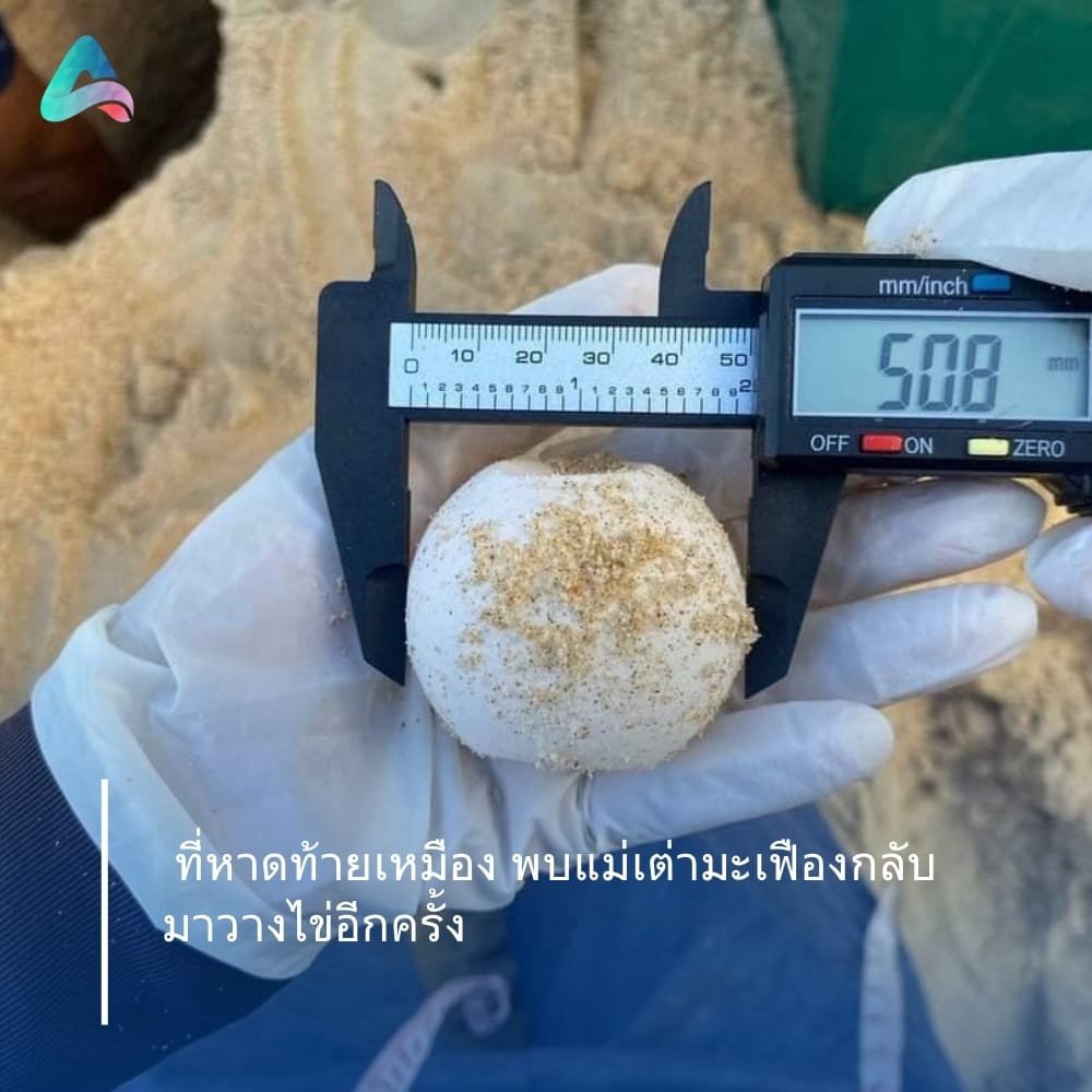 A leatherback turtle returning to lay eggs once again in Thai Muang beach