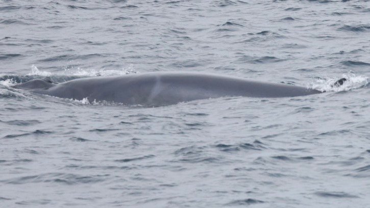 Department of Marine Coastal Resources collaborates with experts to search for 'Nong Thalang – White Omura Whale'