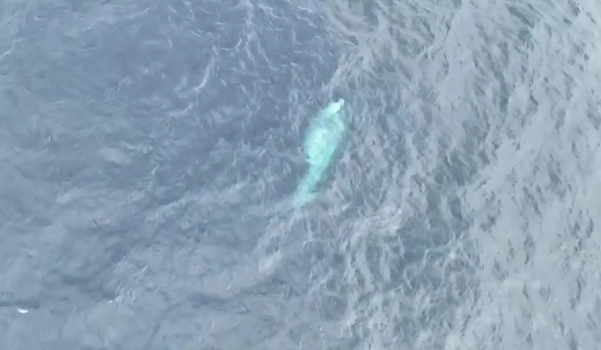 Department of Marine Coastal Resources collaborates with experts to search for 'Nong Thalang – White Omura Whale'