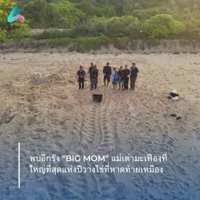 "Big Mom," the largest leatherback sea turtle of the year, has laid eggs once again