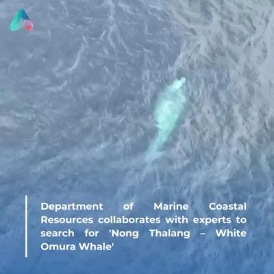 Department of Marine Coastal Resources collaborates with experts to search for 'Nong Thalang – White Omura Whale'