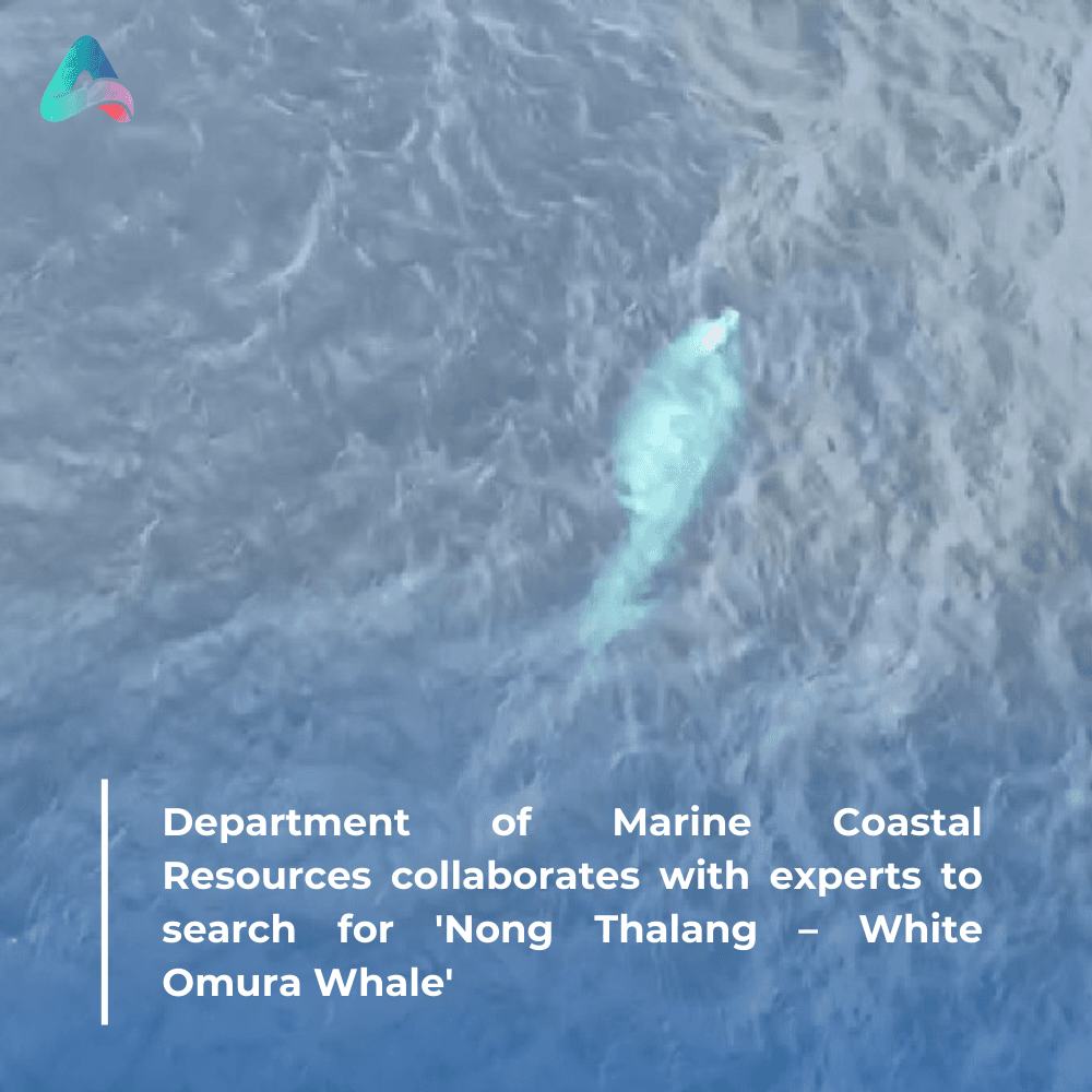 Department of Marine Coastal Resources collaborates with experts to search for 'Nong Thalang – White Omura Whale'