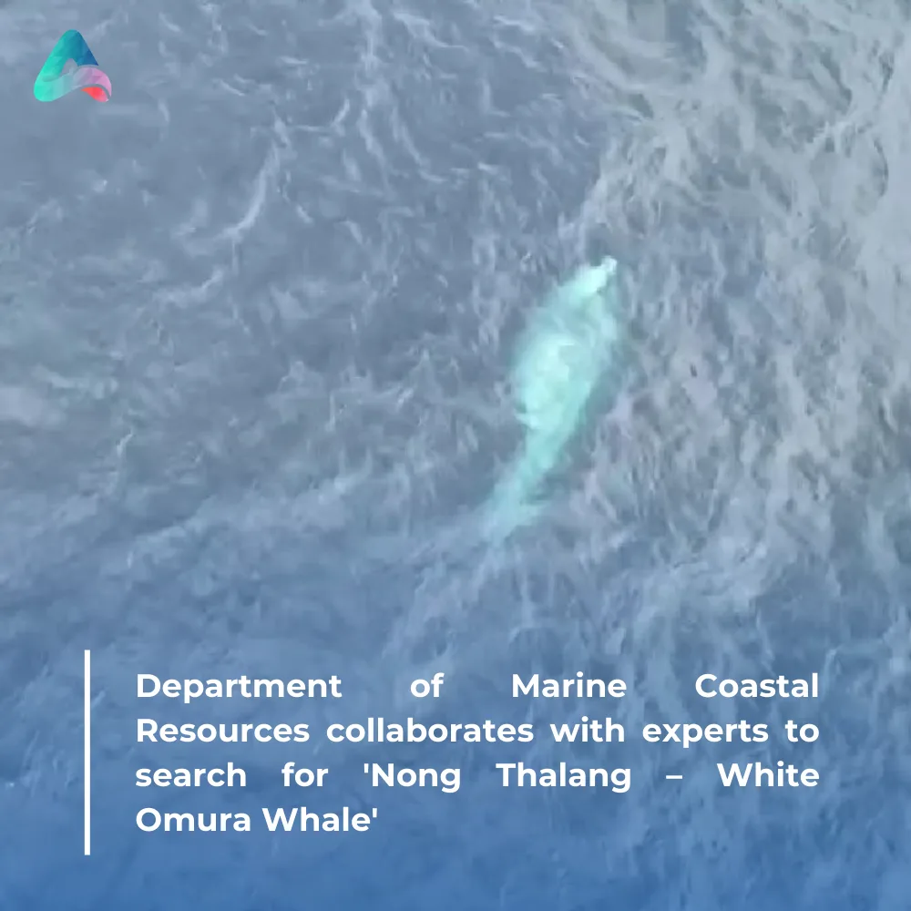 Department of Marine Coastal Resources collaborates with experts to search for 'Nong Thalang – White Omura Whale'