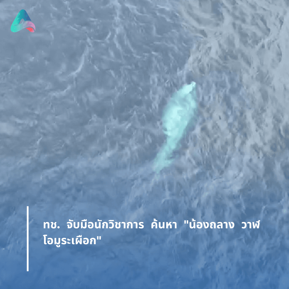 Department of Marine Coastal Resources collaborates with experts to search for 'Nong Thalang – White Omura Whale'