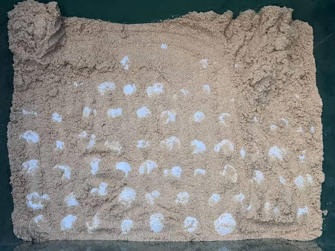 A leatherback turtle returning to lay eggs once again in Thai Muang beach