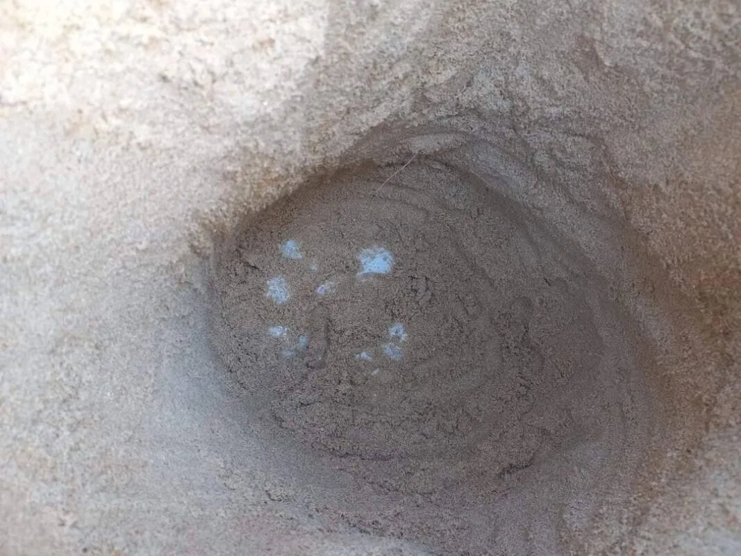 A leatherback turtle returning to lay eggs once again in Thai Muang beach