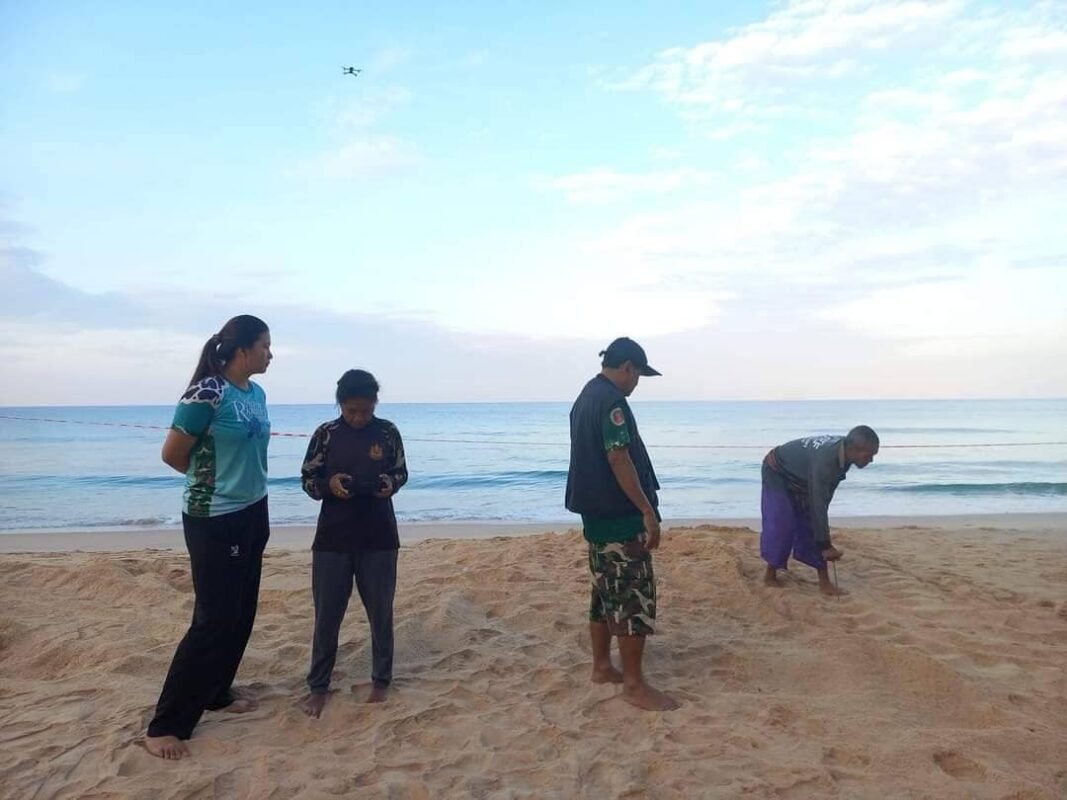 A leatherback turtle returning to lay eggs once again in Thai Muang beach