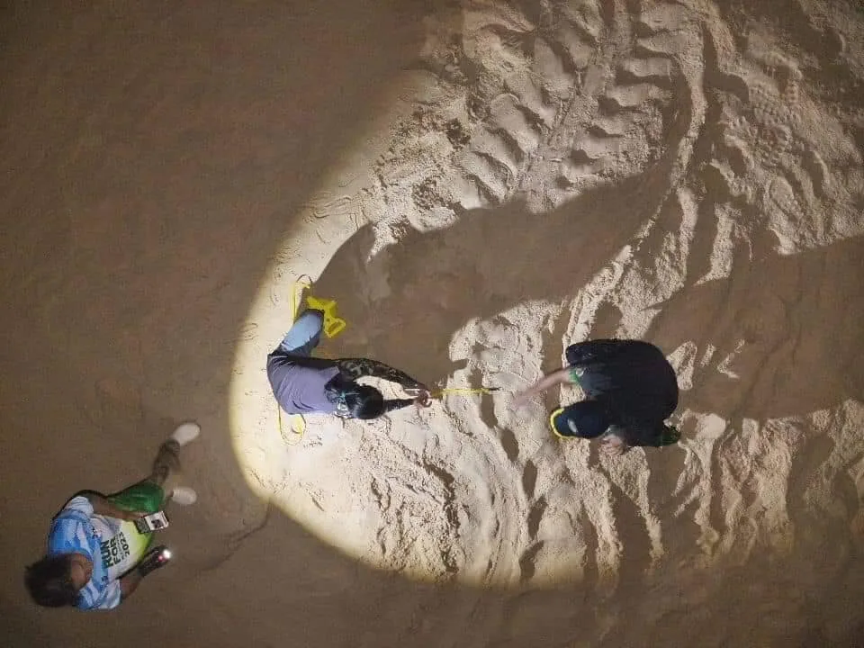 A leatherback turtle returning to lay eggs once again in Thai Muang beach
