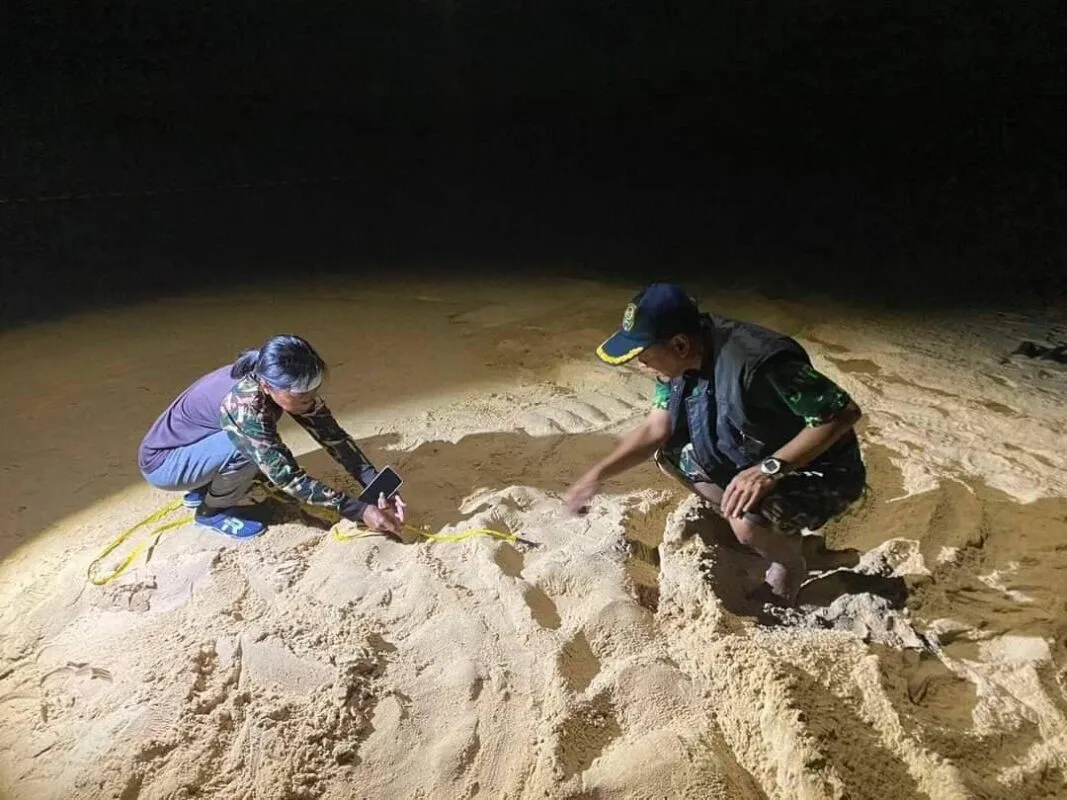 A leatherback turtle returning to lay eggs once again in Thai Muang beach